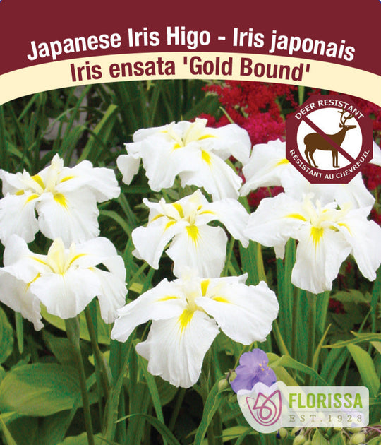 Iris ensata - Gold Bound, 1 Pack