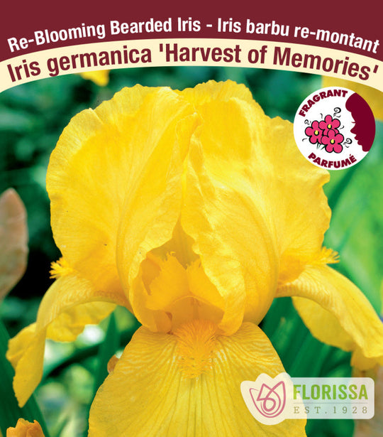 Iris germanica - Harvest of Memories, 1 Pack