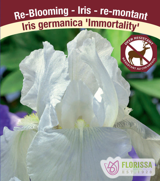 Iris germanica - Immortality, 1 Pack