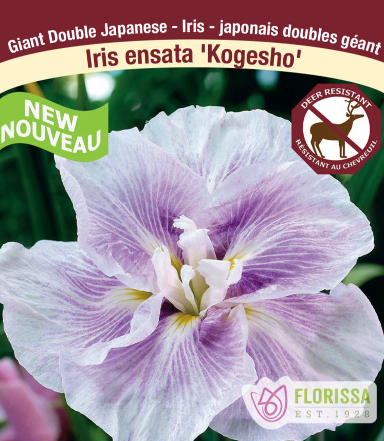 Iris ensata - Kogesho, 1 Pack