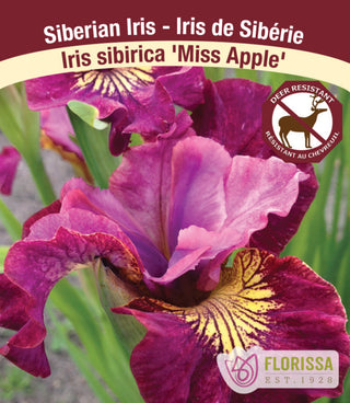 Iris sibirica - Miss Apple, 1 Pack