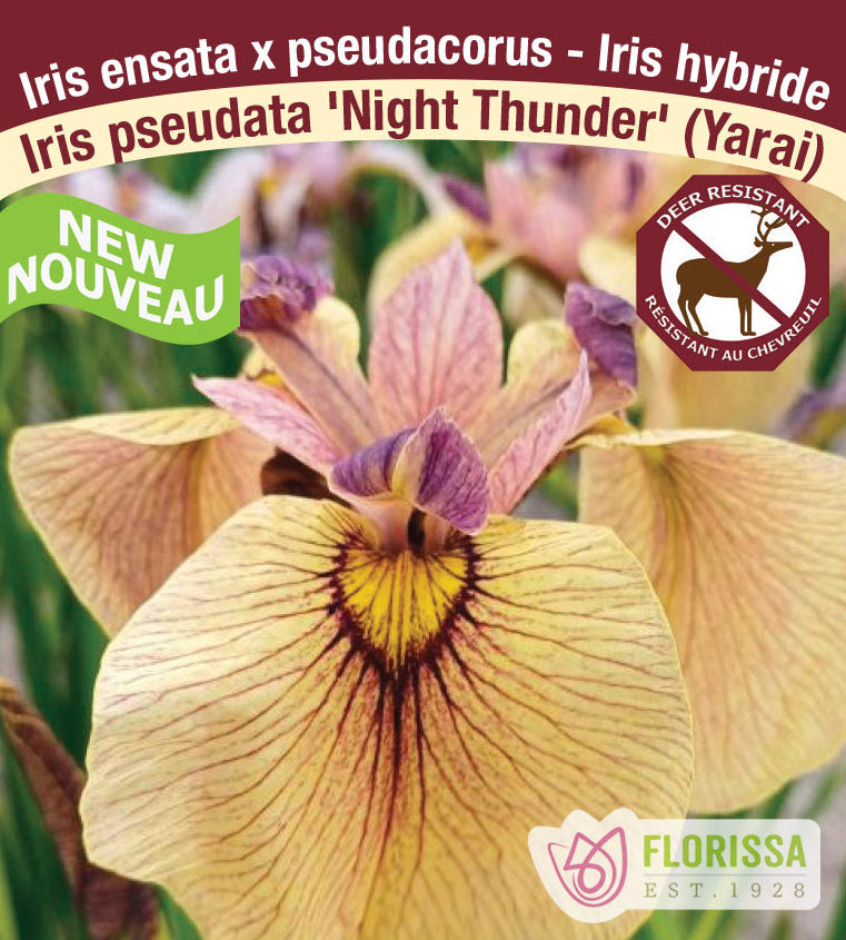 Iris pseudata - Night Thunder, 1 Pack