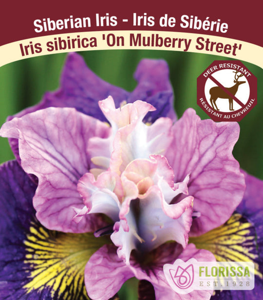 Iris sibirica - On Mulberry Street, 1 Pack
