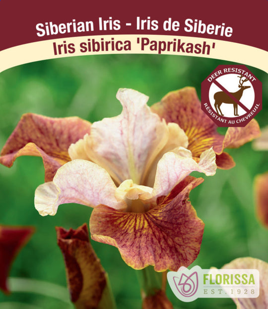 Iris sibirica - Paprikash, 1 Pack