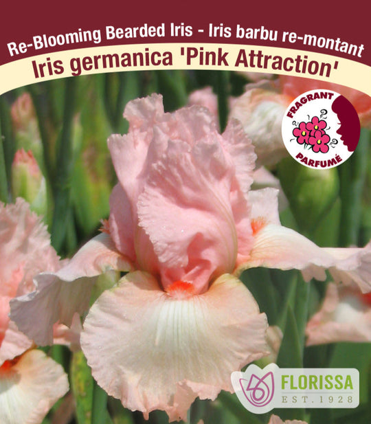 Iris germanica - Pink Attraction, 1 Pack