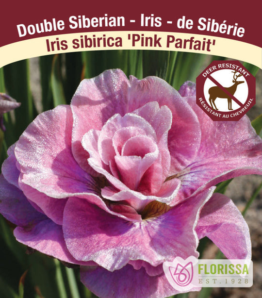 Iris sibirica - Pink Parfait, 1 Pack