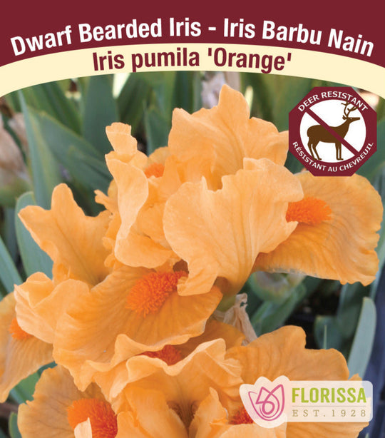 Iris pumila - Orange, 1 Pack