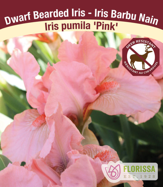 Iris pumila - Pink, 1 Pack