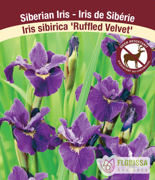 Iris sibirica - Ruffled Velvet, 1 Pack