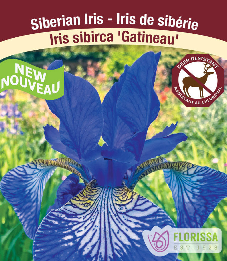 Iris sibirica - Gatineau, 1 Pack