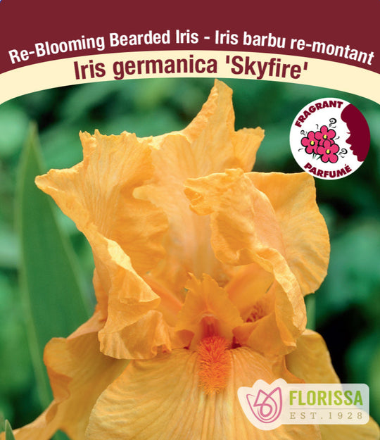Iris germanica - Skyfire, 1 Pack