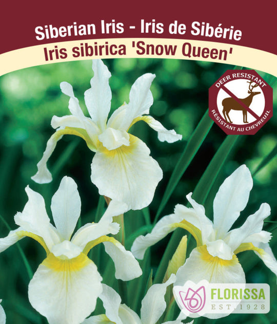 Iris sibirica - Snow Queen, 1 Pack