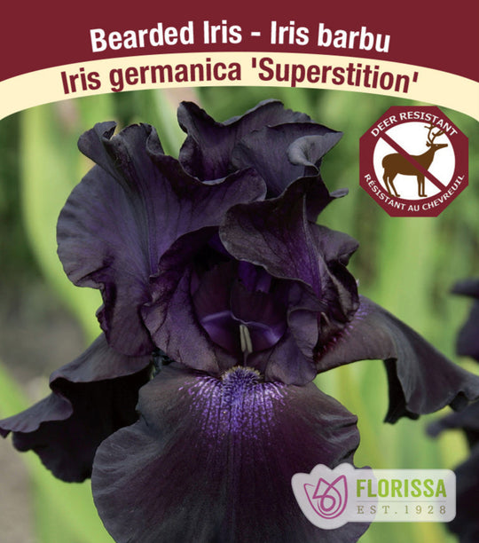 Iris germanica - Superstition, 1 Pack