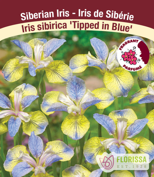 Iris sibirica - Tipped in Blue, 1 Pack