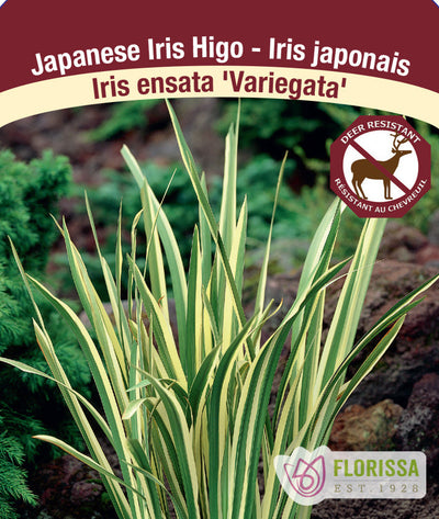 Iris ensata - Variegata, 1 Pack