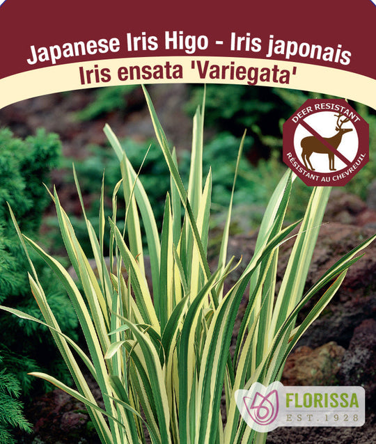 Iris ensata - Variegata, 1 Pack