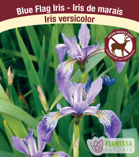 Iris versicolor, 1 Pack