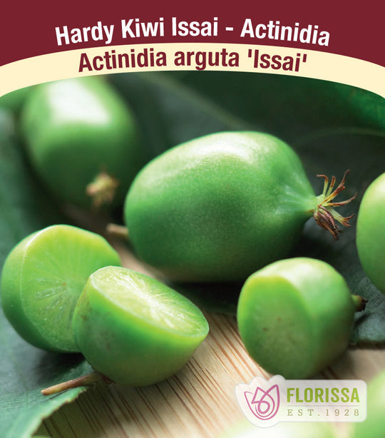 Kiwi - Issai