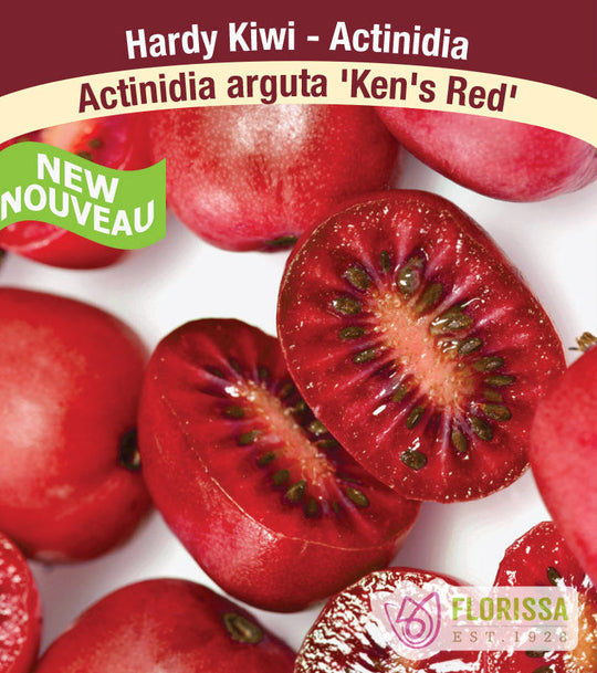 Kiwi - Hardy 'Ken's Red'