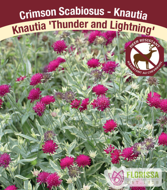 Knautia - Thunder and Lightning, 1 Pack
