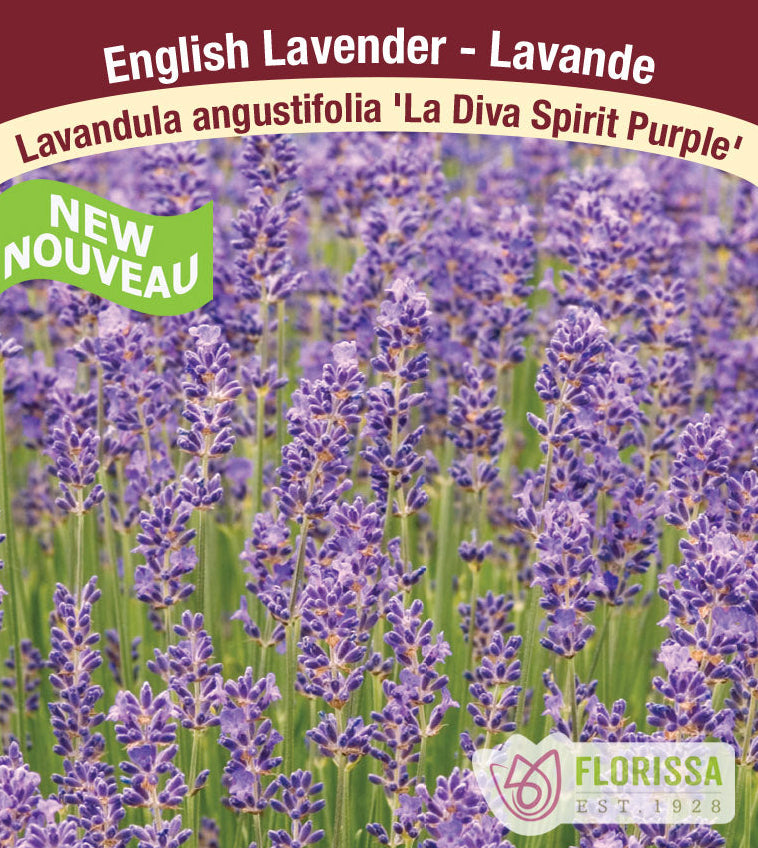 Lavender - La Diva Spirit Purple, 1 Pack