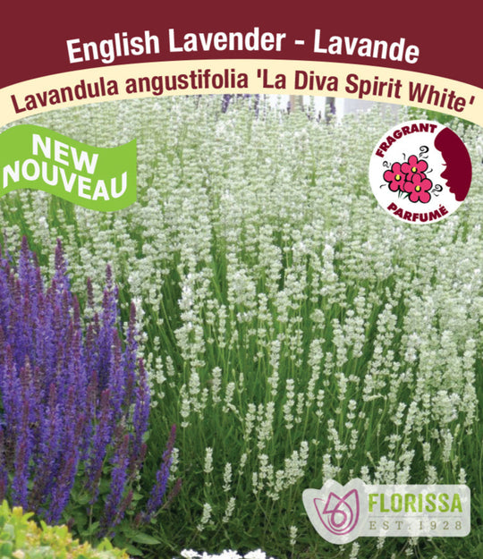 English Lavender - La Diva Spirit White, 1 Pack