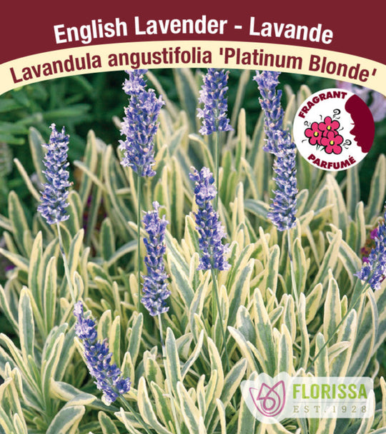 English Lavender - Platinum Blonde, 1 Pack
