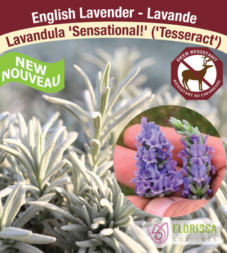 Lavender - Sensational!, 1 Pack