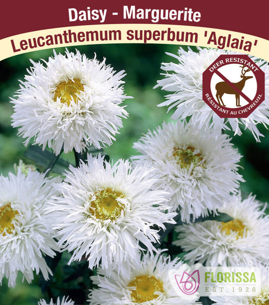 Shasta Daisy - Aglaia, 1 Pack