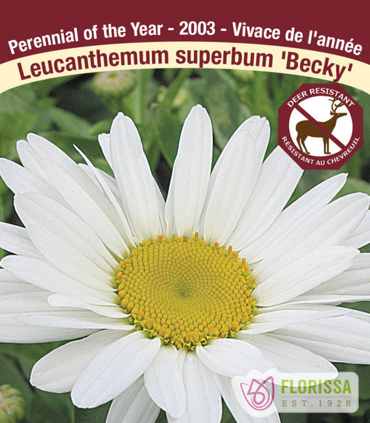 Shasta Daisy - Becky, 1 Pack