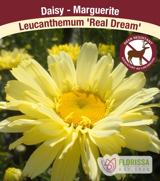 Shasta Daisy - Real Dreams, 1 Pack