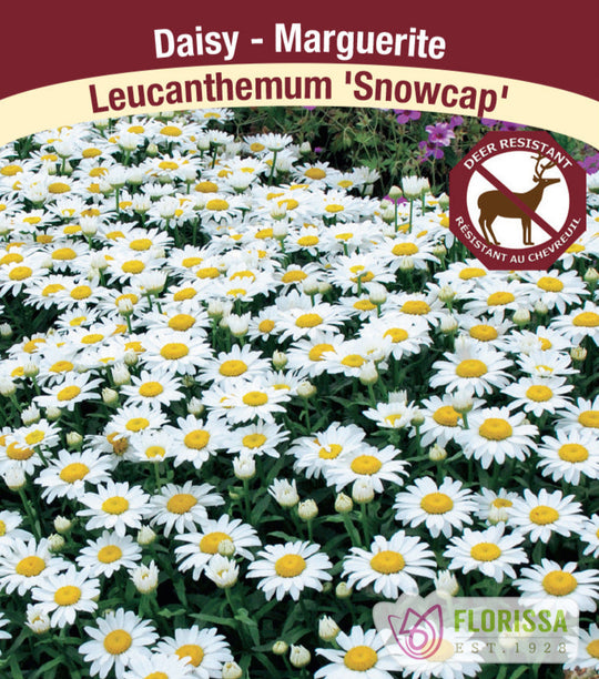 Shasta Daisy - Snowcap, 1 Pack