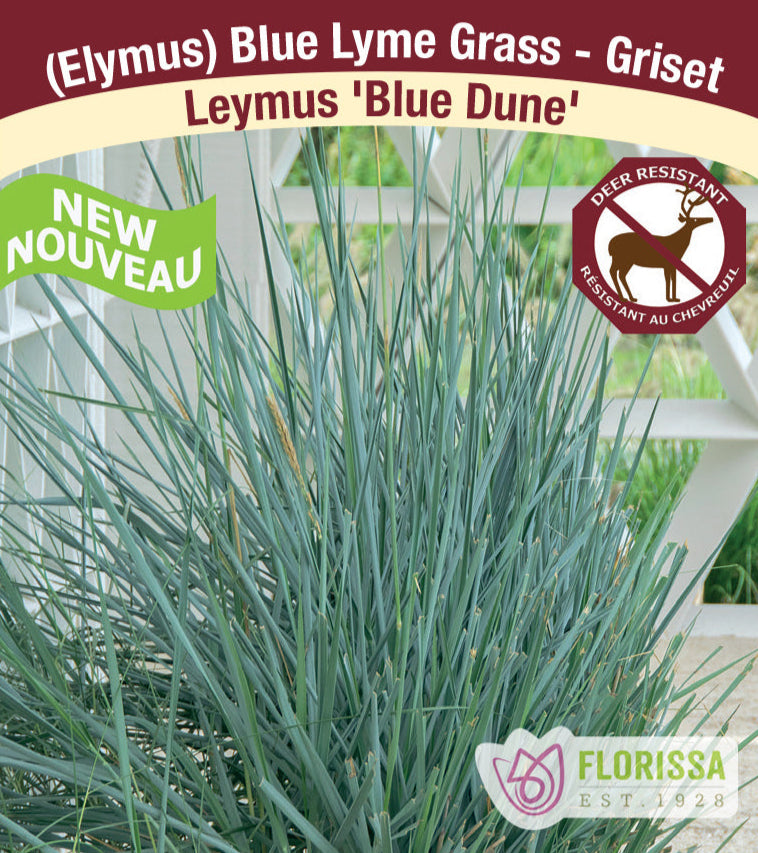 Blue Lyme Grass - Blue Dune, 1 Pack