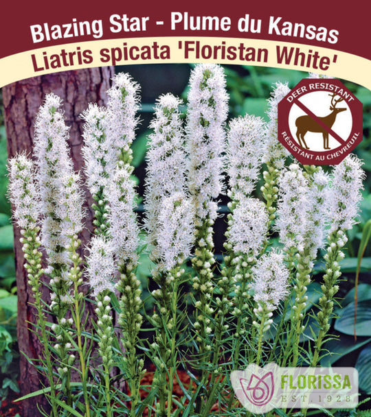 Liatris spicata - Floristan White, 1 Pack
