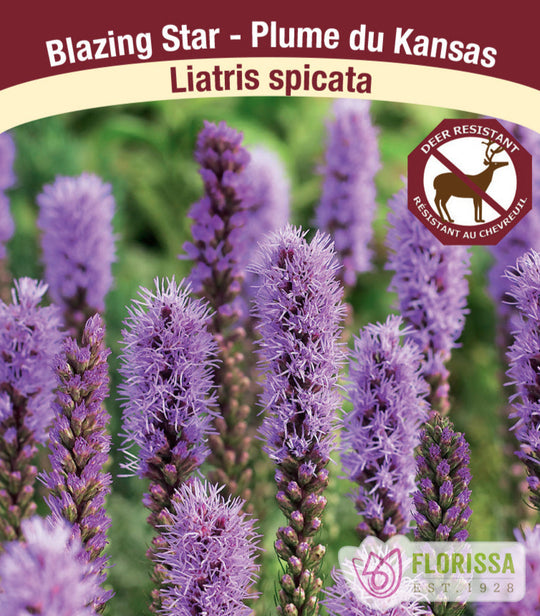 Liatris spicata, 1 Pack
