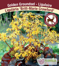 Ligularia - Britt-Marie Crawford, 1 Pack