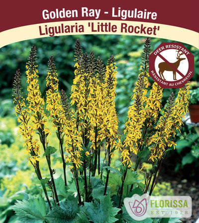 Ligularia - Little Rocket, 1 Pack