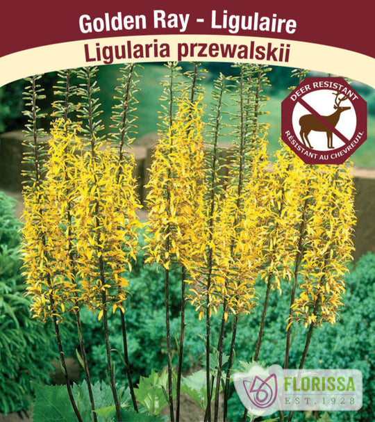 Ligularia - Przewalskii, 1 Pack
