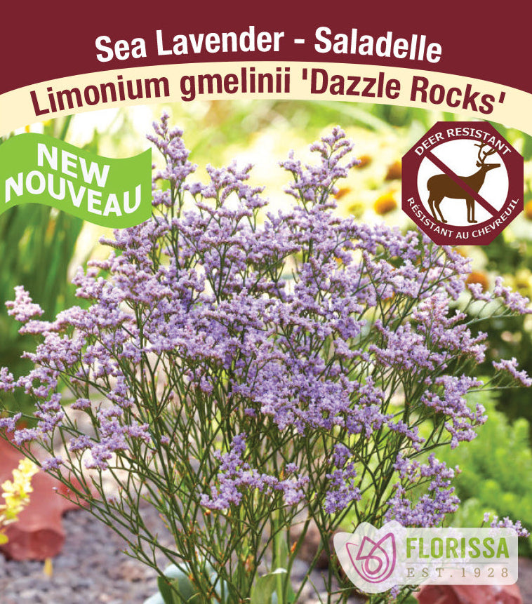 Limonium - Dazzle Rocks, 1 Pack