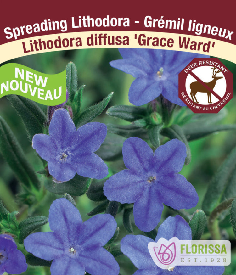 Lithodora - Grace Ward, 1 Pack