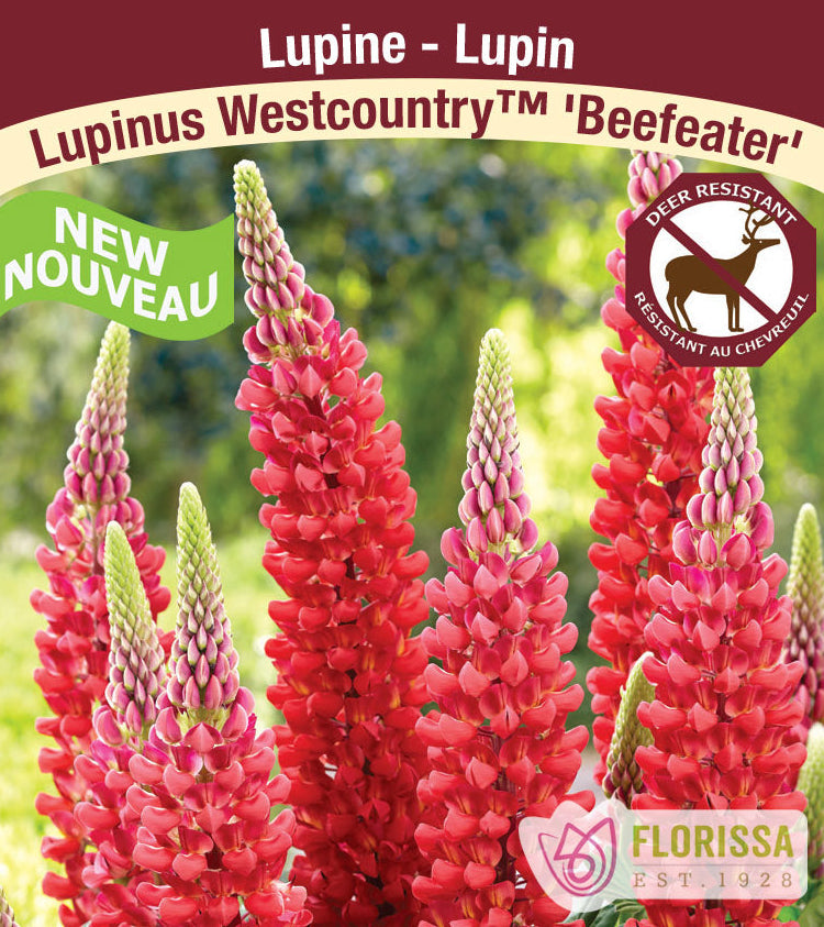 Lupin Westcountry TM - Beefeater , 1 Pack