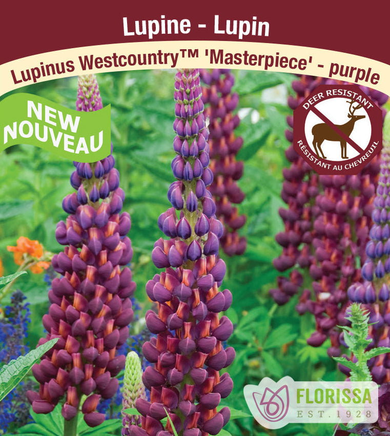 Lupin Westcountry TM - Masterpiece, 1 Pack