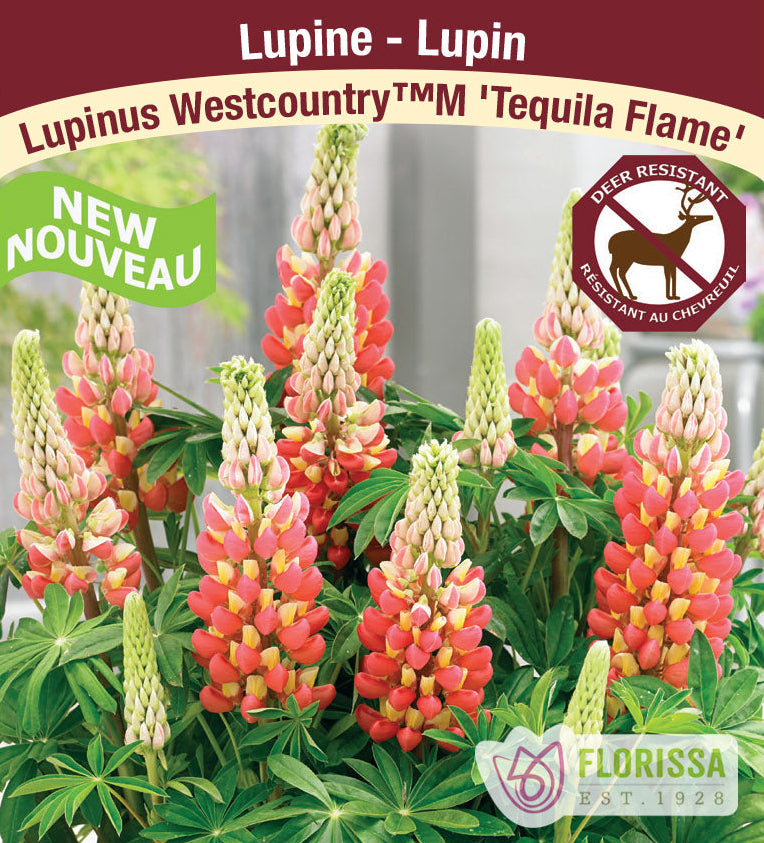 Lupin Westcountry TM - Tequila Flame, 1 Pack
