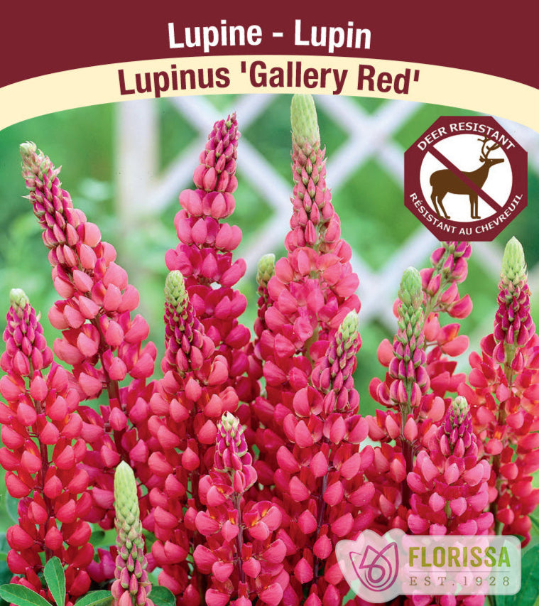 Lupinus - Gallery Red, 1 Pack