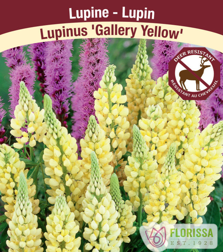 Lupinus - Gallery Yellow, 1 Pack