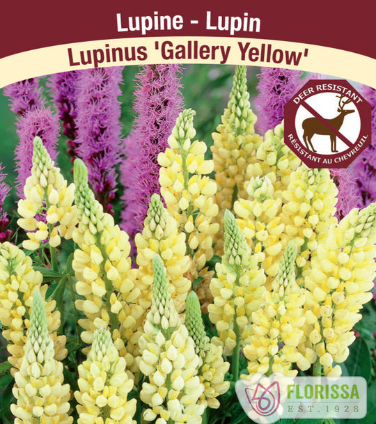 Lupin - Gallery Yellow, 1 Pack