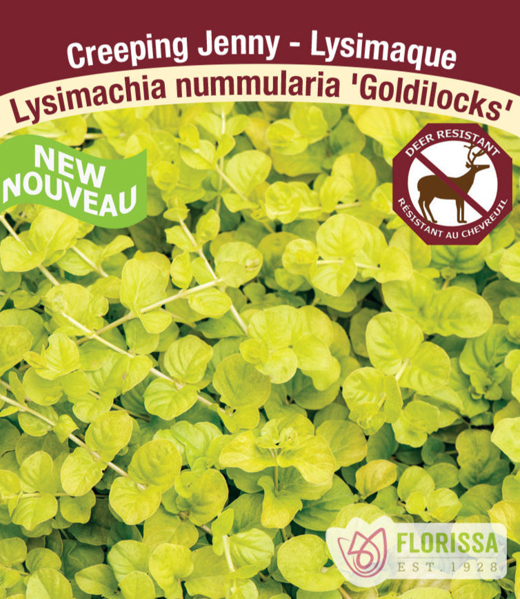 Lysimachia nummularia - Goldilocks, 1 Pack