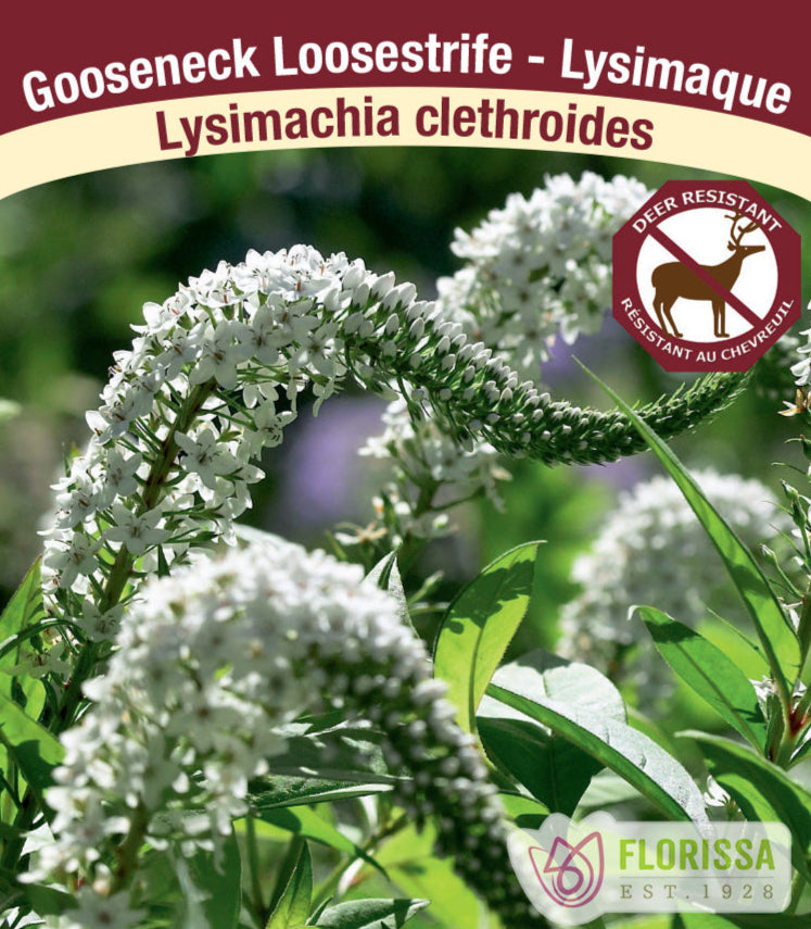 Lysimachia - clethroides, 1 Pack