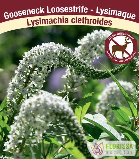 Lysimachia - Clethroides, 1 Pack