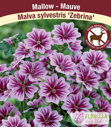 Malva - Zebrina, 1 Pack